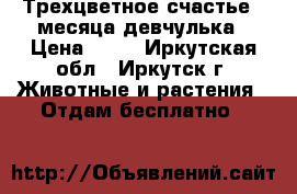  Трехцветное счастье 2 месяца девчулька › Цена ­ 50 - Иркутская обл., Иркутск г. Животные и растения » Отдам бесплатно   